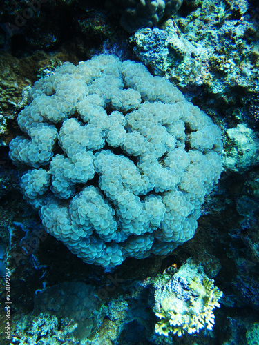 Red sea coral reef diving background. Underwater world scuba dive experience. Depth of an ocean. Wildlife in water. Ecosytem of an ocean. Exploring life underneath water surface.