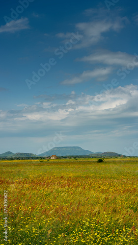 green field and flowers Logudoro meilogu, nuraghe valley, Sardinia, Italy photo