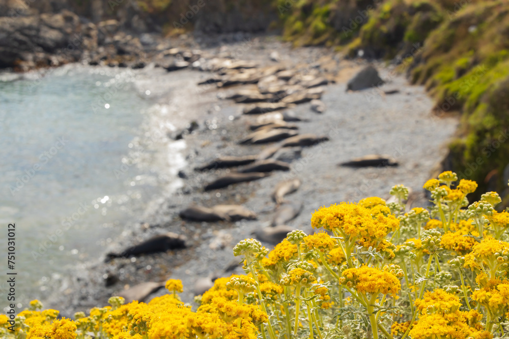 Elephant seals laying on a rock beach Elephant seals laying on a rock beach
