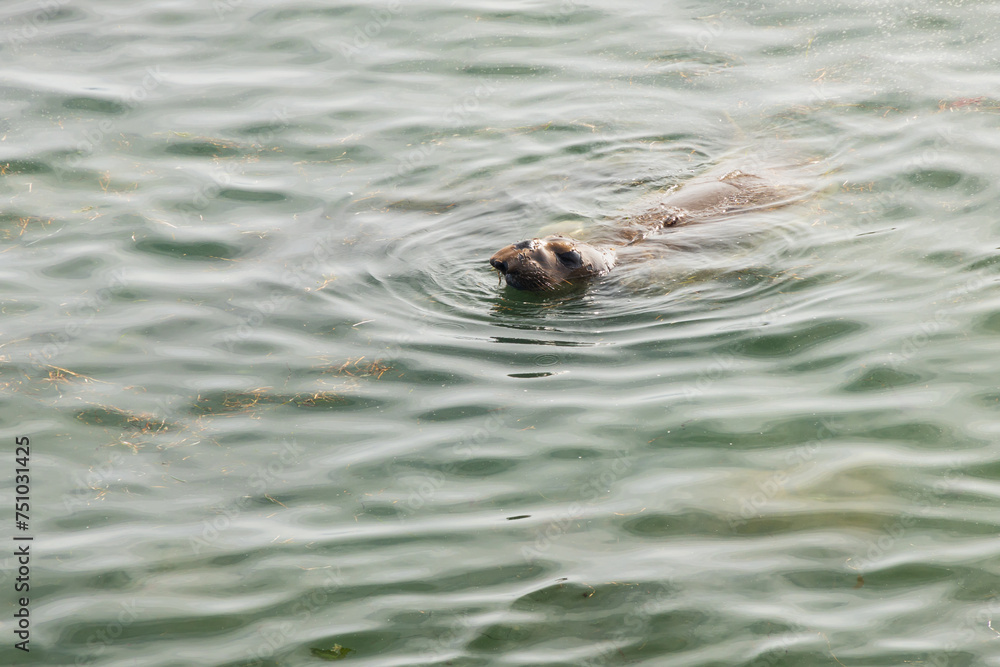 Obraz premium Elephant seal swimming in the ocean