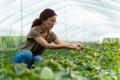 asian female famer in Strawberry greenhouse farm photo