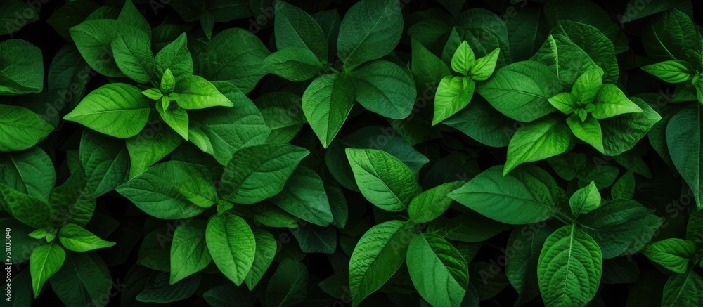 This close-up view showcases the vibrant green leaves of a plant against a dark background, emphasizing the intricate details and textures of the foliage. The lush green color and delicate veins This close-up view showcases the vibrant green leaves of a plant against a dark background, emphasizing the intricate details and textures of the foliage. The lush green color and delicate veins