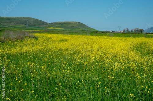 green field and flowers Logudoro meilogu, nuraghe valley, Sardinia, Italy
