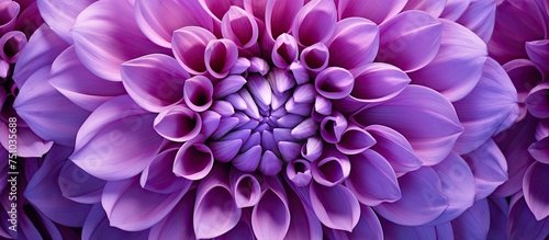 This close-up shot showcases the intricate details of a large purple Chrysanthemum macro flower. The vibrant petals and delicate stamens are prominently displayed in high definition.