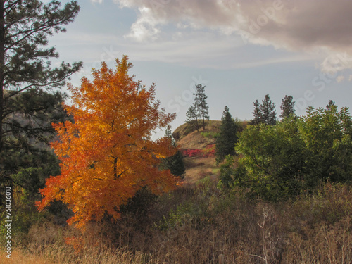 brilliantly colored orange tree in autumn with evergreen trees behind and the hill along the potlatch river in Idaho near Juliaette photo