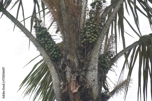 Ripe, green tucuma fruits (astrocaryum aculeatum), edible, tasty and very healthy, on top of a tucuma palm tree. Iranduba Orla do Rio Negro, Manaus, Brazil. photo