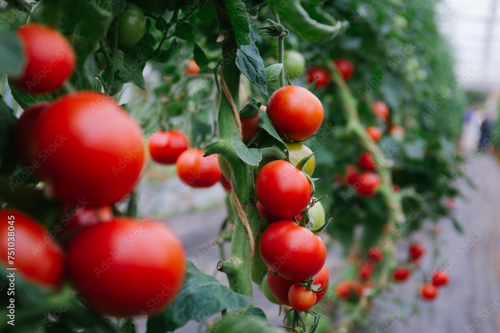 Tomatoes Tomatoes