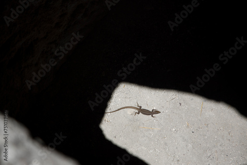 Small lizard in a cave photo