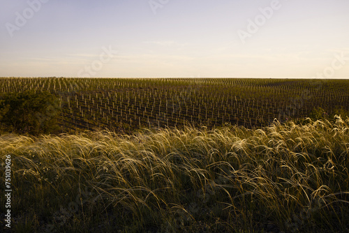 feather grass   photo