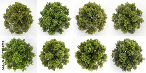 tree top view plant isolated on white background for design collection