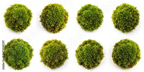 moss top view plant isolated on white background for design collection