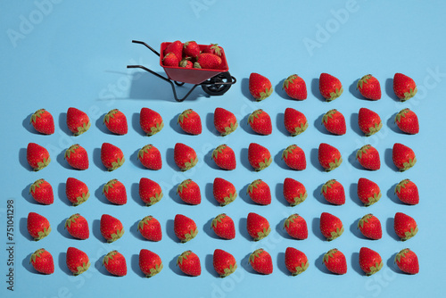 Strawberry harvesting photo