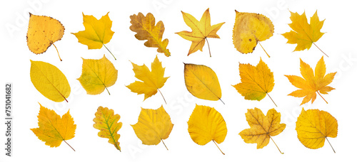 Set of yellow leaves isolated transparent png. Autumn colored canada and japanese maple, oak, linden, actinidia, 
poplar, sweetgum and tigernut leaves. photo