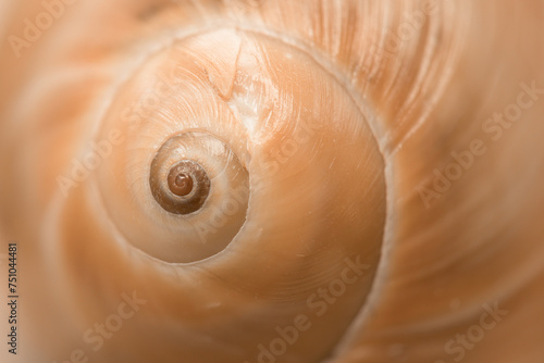 Spiral orange seashell up close