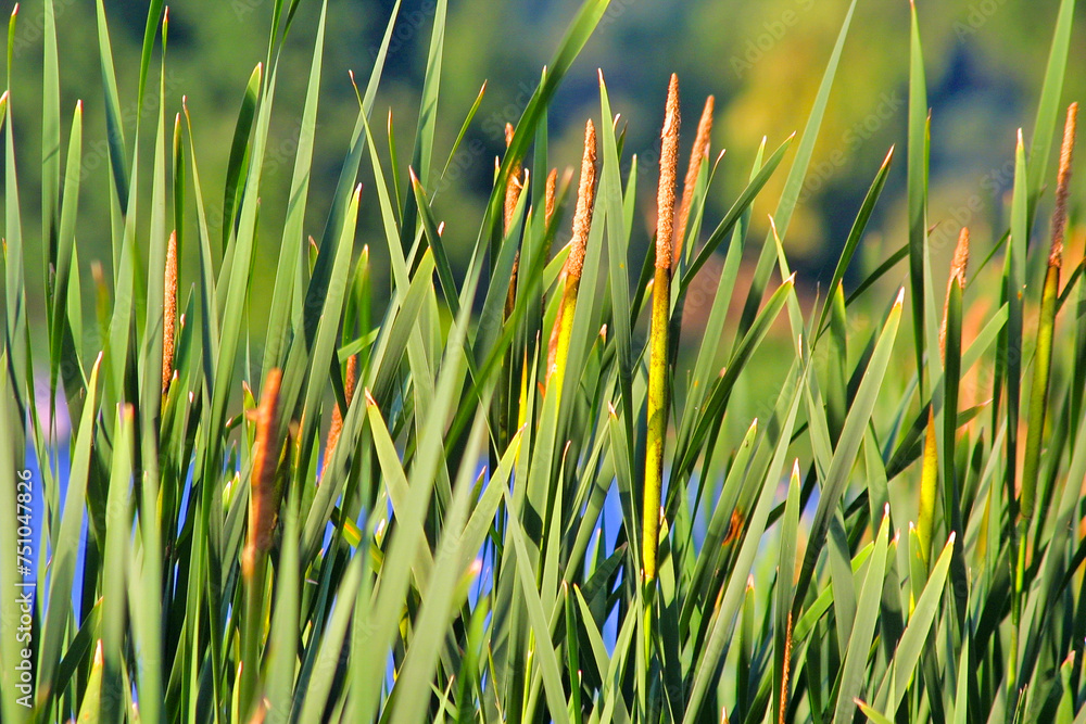 Green bulrush near the lake