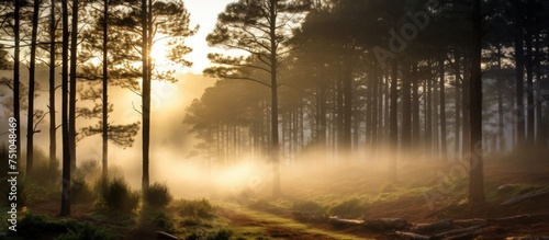 The morning sun filters through the dense Hogsback pine forest, casting warm rays of light on the misty surroundings.
