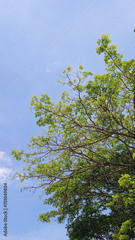Fototapeta premium leaves against blue sky