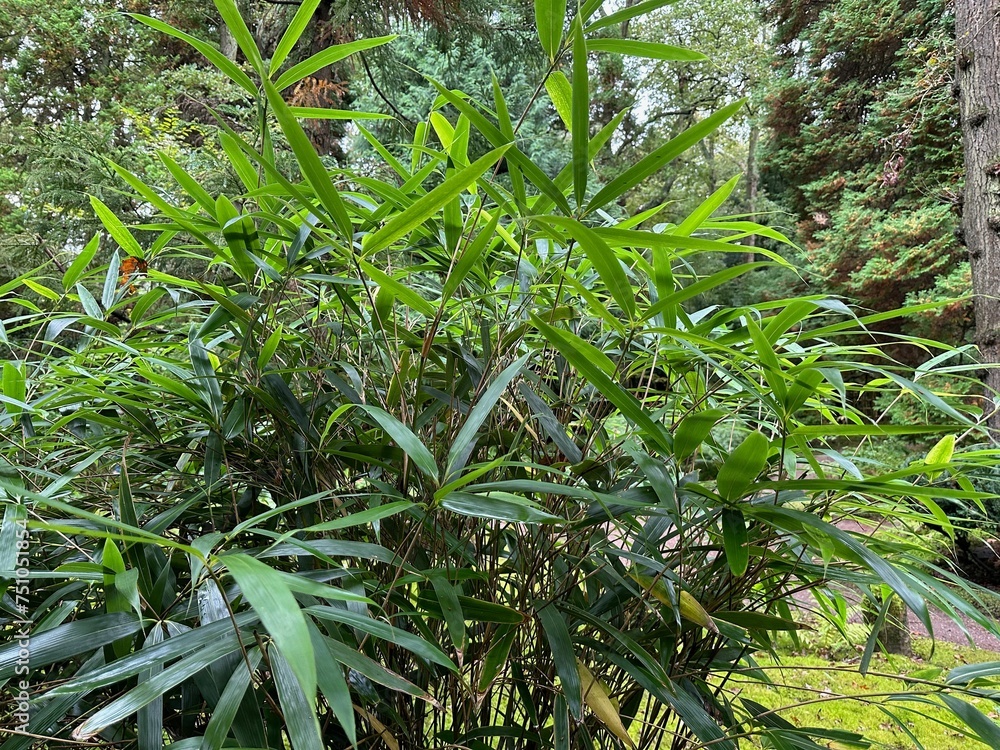 Beautiful green plant growing in autumn park Beautiful green plant growing in autumn park