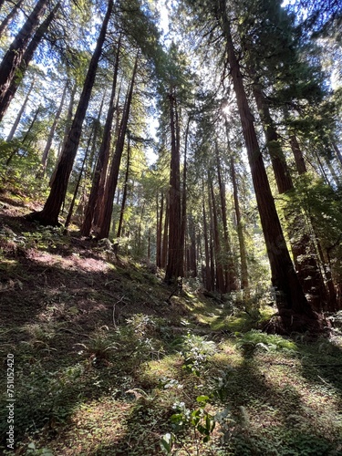 Muir Woods San Francisco California