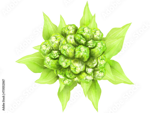 蕗の薹（フキノトウ）のイラスト