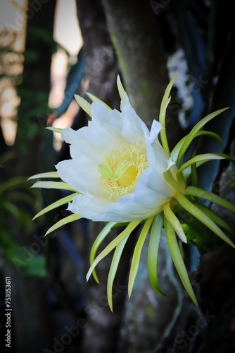 A close up shot of beautiful Dragon Fruit flower in natural light.