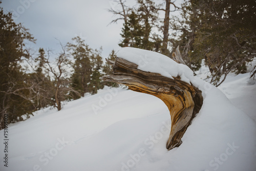 winter in the forest