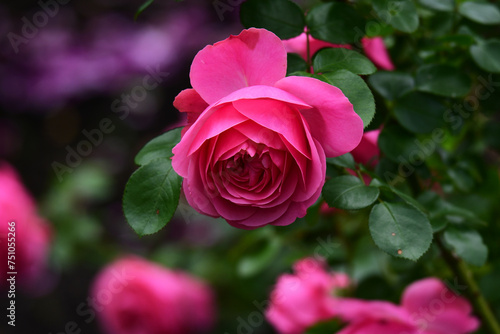 満開のピンクのバラ