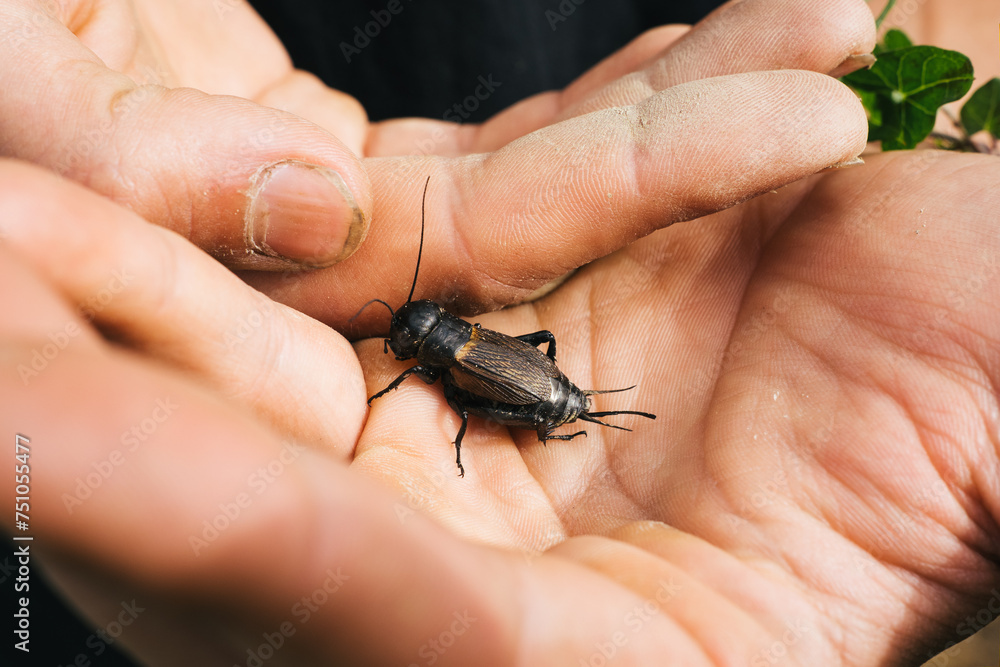 Bug in hand Bug in hand