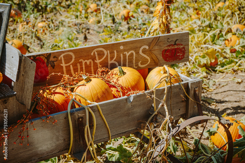 Pumpkin Patch