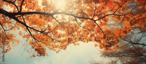 In this autumn scene, the suns rays filter through the leafy branches of a tree, creating a warm glow. The blurred background includes more branches and the sky. © pngking