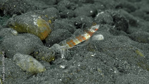 A sea goby sits next to a hole, covering it with its tail, and a shrimp digs a hole in the seabed.
Blotchy Shrimpgoby (Amblyeleotris periophthalma) 9 cm. ID: red spot behind mouth corner. photo