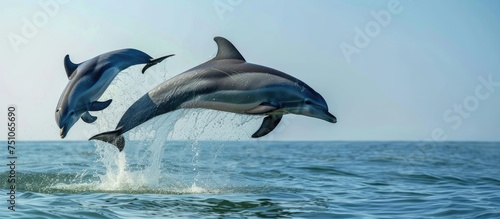 Two bottlenose dolphins are leaping out of the water in a stunning action shot, showcasing their agility and grace as they soar through the air before splashing back into the sea. © AkuAku
