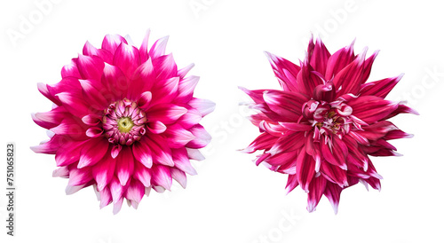 Maroon white dahlia flowers isolated on transparent background