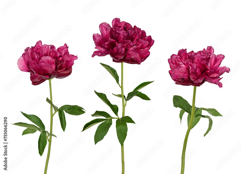 Group of three burgundy magenta peony flowers with stems and leaves isolated cutout on transparent
