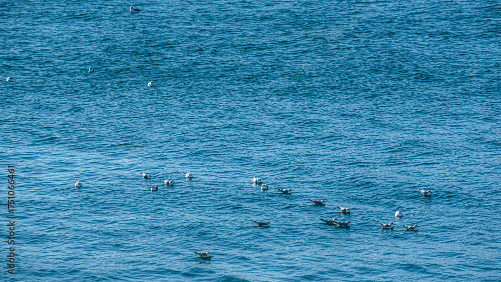 Fototapeta premium 海に浮かぶカモメの群れ