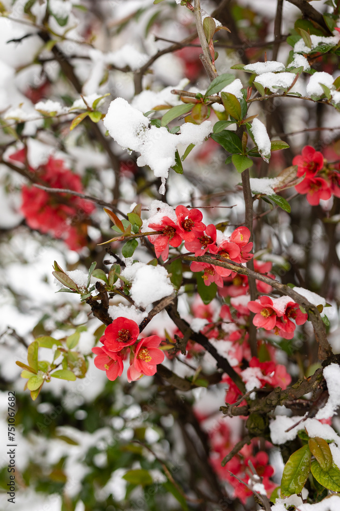 Blossoming red flowering tree covered with snow Blossoming red flowering tree covered with snow