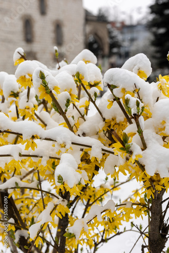 Blossoming yellow flowering tree covered with snow photo