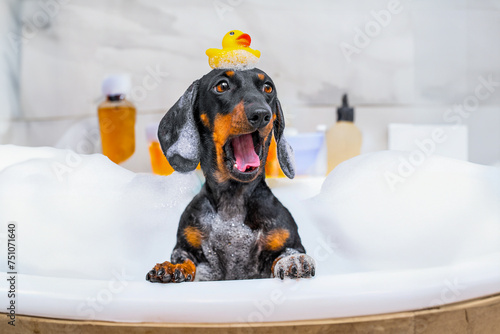Dachshund dog, spoiled puppy sits in bathtub with foam rubber duck on head, opening mouth in hysterics, tears from getting shampoo, soap in eyes Pet hygiene, grooming, delicate anti-allergenic care © Masarik
