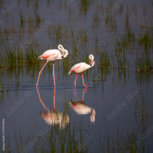 pink flamingo in the water