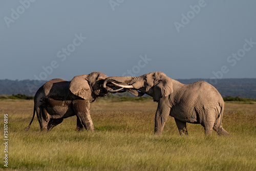 Canvas Print elephants greeting eath others in the savannah