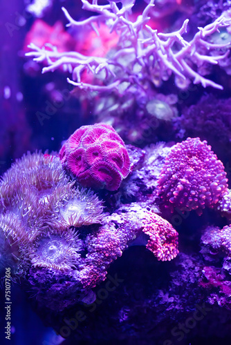 Mussidae or brain corall in aquarium photo