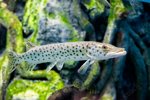 The Amur pike (Esox reichertii), also known as the blackspotted pike native to the Amur River in Russia