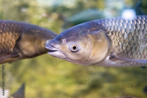 Cyprinus rubrofuscus, the Amur carp in Amur river in Russia photo