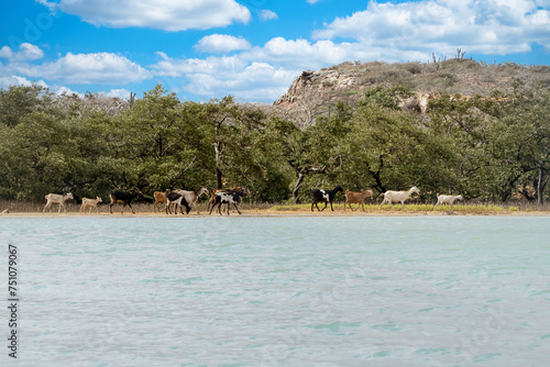 Mangrove landscape in Punta Gallinas, Guajira, Colombia.