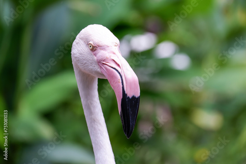 Beautiful white Flamingo Portrait in Nature face close up