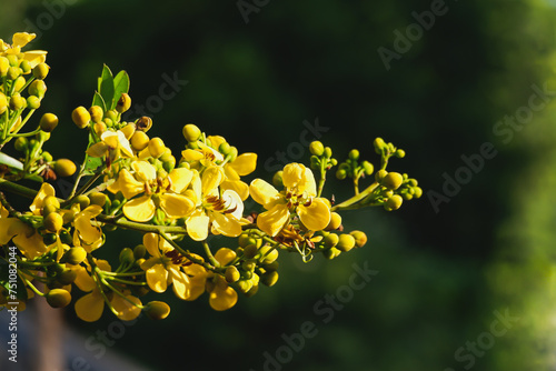 close up of yellow cassia flower