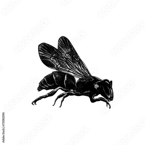Yellow-faced Bee hand drawing vector isolated on background. photo