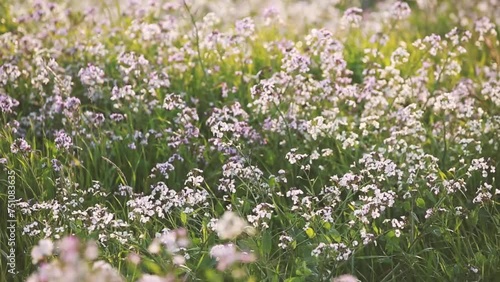 flowers in the field. A gentle wind blows on a hill full of flowers.
