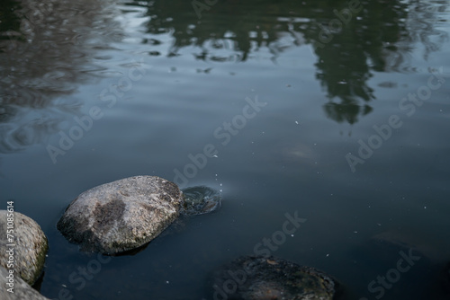 Sequence of Photos Turtle Falling Into The Water of Rock © seaseasyd