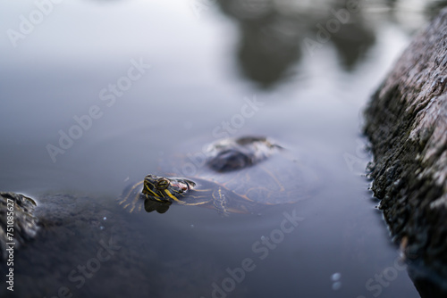 Red Earled Slider Pond Turtle Clear Water Evening Dusk
